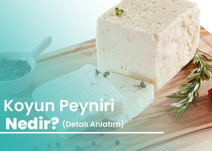 Koyun Peyniri Nedir