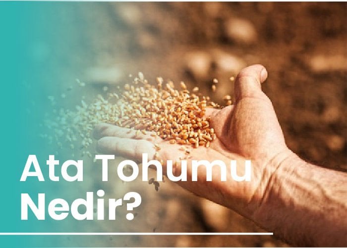 Ata Tohumu Nedir?